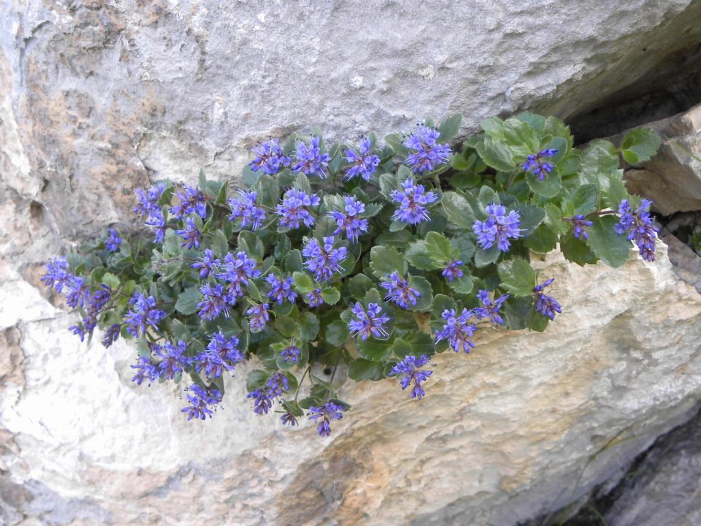 Possibile Physoplexis comosa? No, Paederota bonarota